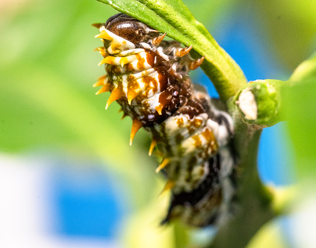 orchard swallowtail caterpillar